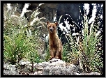 Fossa, Na, Skałkach