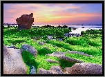 Morze, Brzeg, Wodorosty, Skały, Plaża Nam O Beach, Prowincja Da Nang, Wietnam