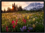 Łąka, Stratowulkan Mount Rainier, Park Narodowy Mount Rainier, Góry, Kwiaty, Alpinia purpurowa, Wschód słońca, Stan Waszyngton, Stany Zjednoczone