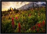 Łąka, Stratowulkan Mount Rainier, Park Narodowy Mount Rainier, Stan Waszyngton, Stany Zjednoczone, Góry, Kwiaty, Alpinia purpurowa, Wschód słońca