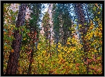 Jesień, Park Narodowy Yosemite, Góry, Drzewa, Las, Stan Kalifornia, Stany Zjednoczone