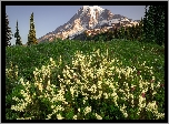 Góry, Drzewa, Łąka, Kwiaty, Park Narodowy Mount Rainier, Stan Waszyngton, Stany Zjednoczone