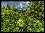 Kwiaty, Balsamorhiza, Drzewa, Góry, Chmury, Park Narodowy Grand Teton, Stany Zjednoczone