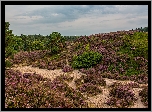 Holandia, Park Narodowy De Hoge Veluwe, Wrzosy, Trawa, Drzewa, Wzgórza, Wrzosowisko