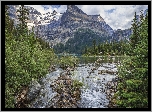 Kanada, Kolumbia Brytyjska, Park Narodowy Yoho, Góry Canadian Rockies, Jezioro O’Hara, Drzewa