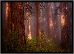 Stany Zjednoczone, Stan Kalifornia, Park Narodowy Redwood, Las, Drzewa, Mgła, Paprocie, Sekwoje