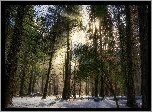 Stany Zjednoczone, Stan Kalifornia, Park Narodowy Yosemite, Las, Drzewa, Śnieg, Promienie słońca