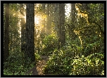 Stany Zjednoczone, Stan Kalifornia, Park Narodowy Redwood, Las, Drzewa, Paprocie, Przebijające światło