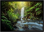 Wodospad Hopetoun Falls, Park Narodowy Great Otway, Stan Wiktoria, Australia, Rzeka Aire, Las, Paprocie