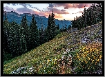 Stany Zjednoczone, Kolorado, Góry, Las, Gunnison National Forest, Drzewa, Polana, Kwiaty