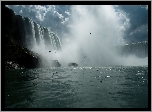 Wodospad, Niagara, Ptaki