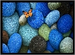 Niebieskie ,Szare, Brązowe, Kamienie, Pomarańczowy, Motyl