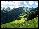 Włochy, Tyrol, Góry Alpy, Las, Drzewa, Trawa, Roślinność, Niebo