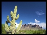 Kaktus, Niebo, Kanion