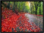 Niebo, Droga, Drzewa, Liście, Jesień