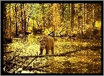 Niedzwiedz, Brunatny, Rzeka, Las, Światło, Jesień