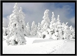 Śnieg, Drzewa