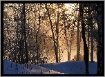 Śnieg, Las