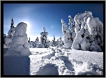 Choinki, Śnieg, Niebo