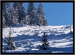 Choinki, Śnieg, Zima