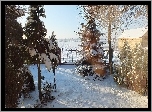Drzewa, Śnieg, Płot