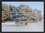 Drzewa, Śnieg, Zima