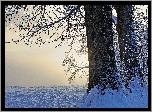 Drzewa, Śnieg, Zima