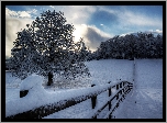 Drzewo, Śnieg, Płot