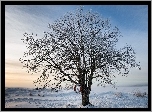 Drzewo, Śnieg, Zima