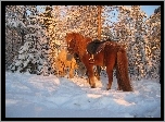 Konie, Śnieg, Drzewa