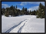 Las, Śnieg, Koleiny