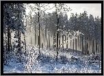 Las, Śnieg, Zima
