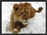 Lew, Śnieg, Zima