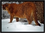 Puma, Śnieg, Zima