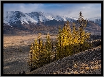 Góry, Śnieg, Żółte, Drzewa, Step Kurai, Ałtaj, Rosja