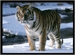 Tygrys, Śnieg, Zima