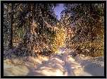 Śnieg, Zima, Las, Słoneczny, Dzień, Drzewa, Świerki
