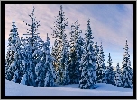 Świerki, Śnieg, Zima
