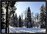 Zima, Śnieg, Drzewa