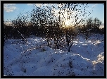 Zima, Śnieg, Drzewa