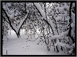 Zima, Śnieg, Drzewa