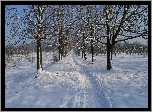 Zima, Śnieg, Drzewa