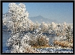 Zima, Śnieg, Drzewa