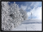 Zima, Śnieg, Drzewa