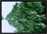 Zima, Śnieg, Iglaki
