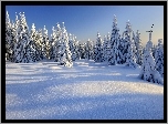Zima, Śnieg, Las