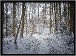 Zima, Śnieg, Las