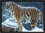 Zima, Śnieg, Tygrys