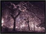 Park, Noc, Drzewa