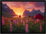 Norwegia, Lofoty, Morze, Góry, Czerwone, Domy, Łąka, Kwiaty, Łubin